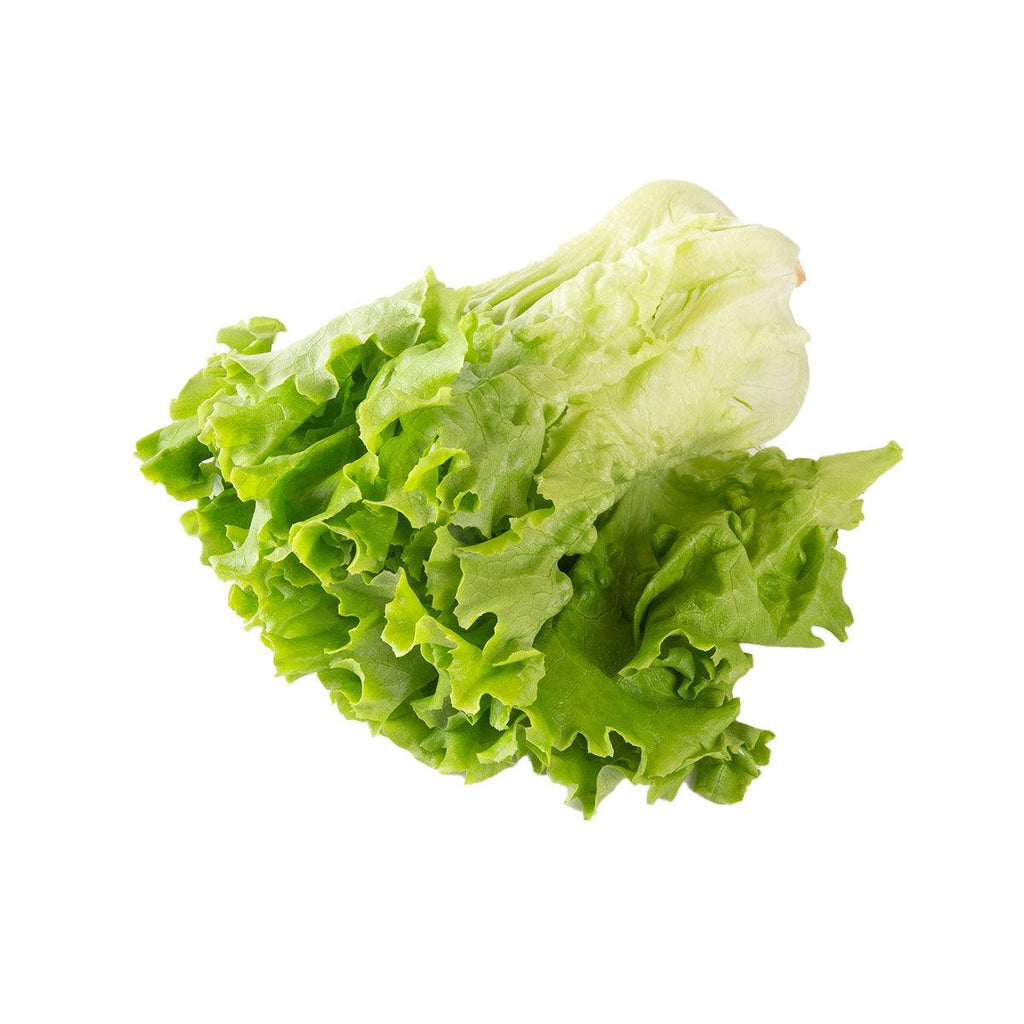 沖繩水耕栽培Pleated生菜  (1pack)