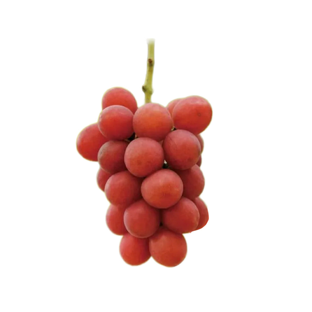 日本山梨縣中村屋聖母寶石紅香印提子  (600g)
