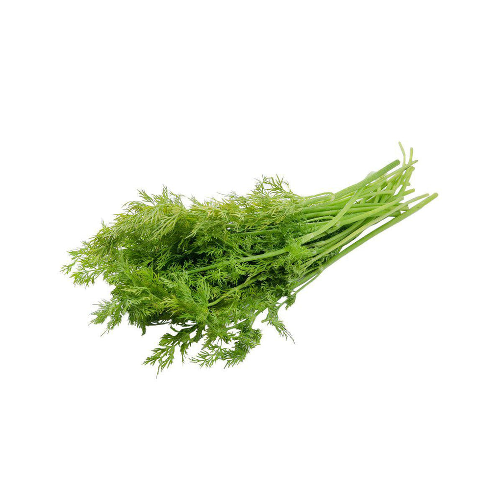肯尼亞蒔蘿 [包裝]  (1pack)