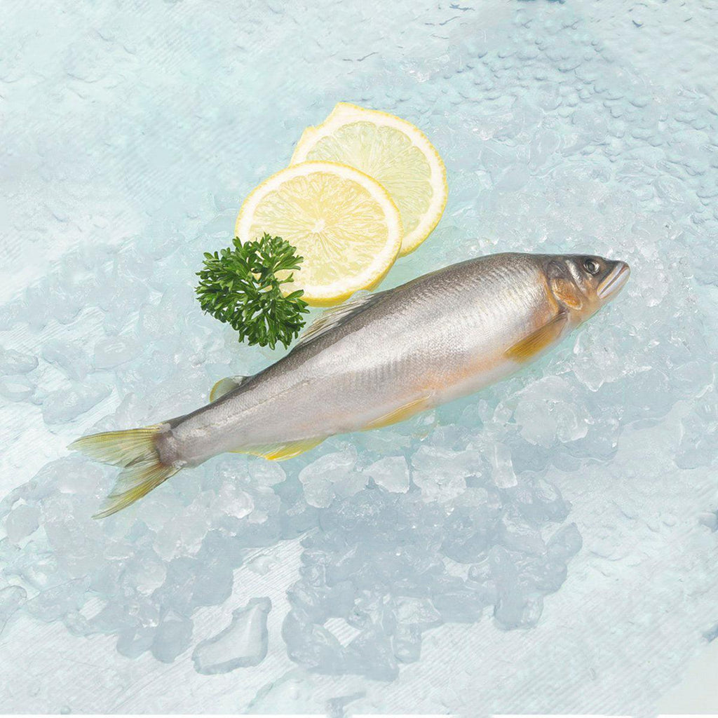 木村水產 日本滋賀縣冰鮮香魚  (1pack)